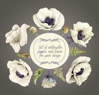 Vector set of white poppies buds leaves for design