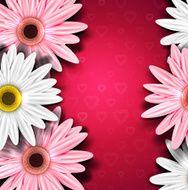 Romantic background with gerberas