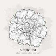 peony N14
