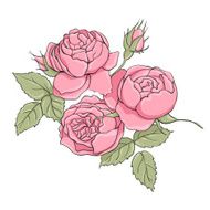 peony N15