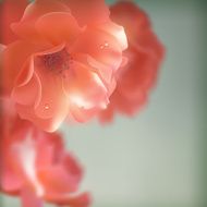 Shining vector flowers roses N3