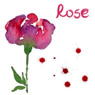 Rose flower watercolor illustration N3