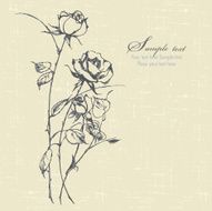 Roses N53