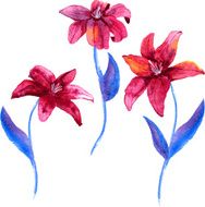 Set of watercolor drawing lily flowers