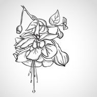 Sketch Fuchsia flowers
