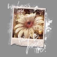 Old photo of daisies and dew on a camera