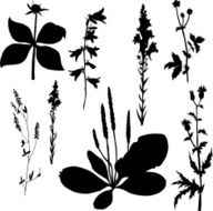Silhouettes of flowers and grass N13