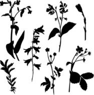 Silhouettes of flowers and grass N15