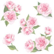 Flower rose set