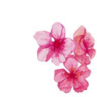 Brunch of cherry blossom watercolor N3