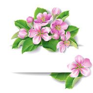 apple tree blossom N12