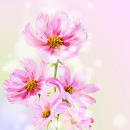 Cosmos flowers background N2