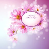 Cosmos flowers background N3