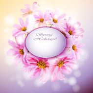 Cosmos flowers background N4