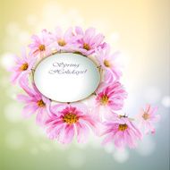 Cosmos flowers background N6