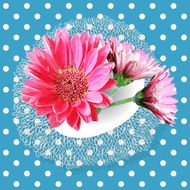 Gerbera N5