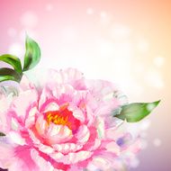 Peonies flowers background N3