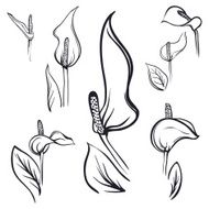 calla lily outline tender hand drawn flower