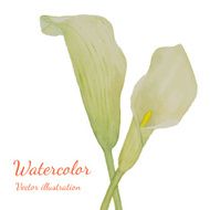Watercolor white flowers of callas isolated