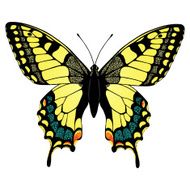 Colorful machaon swallowtail butterfly illustration isolated on