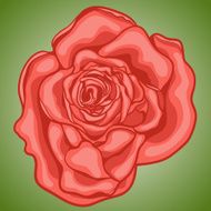 Red rose close up