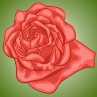 Red rose close up N2