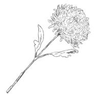 Vector Sketch Illustration - chrysanthemum N2