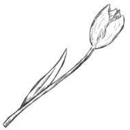 Vector Sketch Illustration - tulip N2