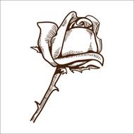 Rose flower isolated on white N3