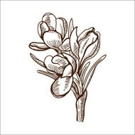 Crocuses flower isolated on white
