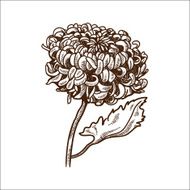 Chrysanthemum flower isolated on white