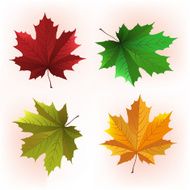 Maple Leaf N25