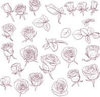 set of linear drawing roses N2