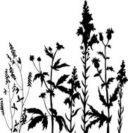 Silhouettes of flowers and grass N19