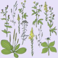 Set of line drawing herbs N7