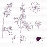 ink drawing mallow flowers