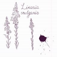 ink drawing herbs with Latin names N2