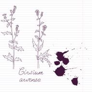 ink drawing herbs with Latin names N3