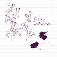 ink drawing herbs with Latin names N4