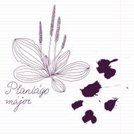 ink drawing herbs with Latin names N5
