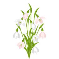 Bouquet of flowers snowdrops on white background N2