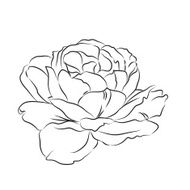 Contour of rose N2
