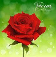 Rose background N22