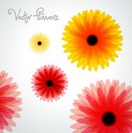 Beautiful vector flowers background