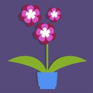 pink flowers in a pot N2