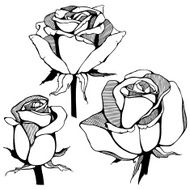 Vector hand drawn roses flowers