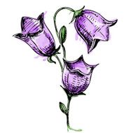 Colorful Bell flower in watercolor style