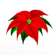 Christmas Poinsettia Flower
