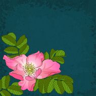 wildrose