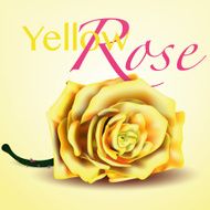 Card with Yellow Vector Rose on Background